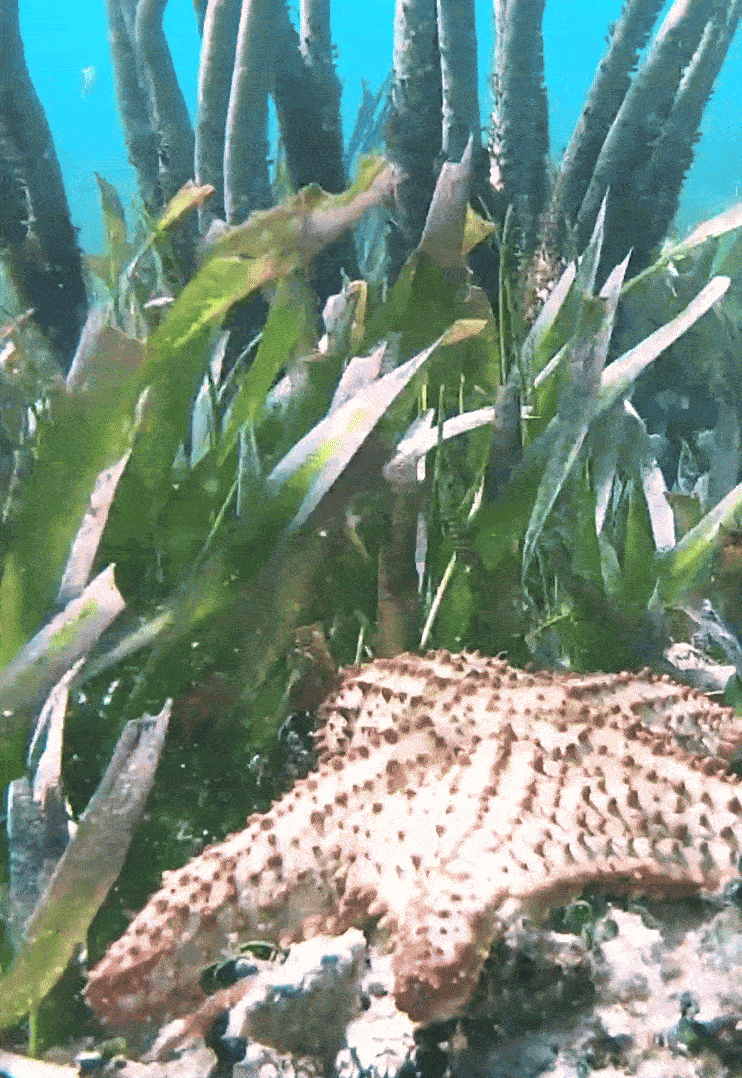 Animiertes GIF
