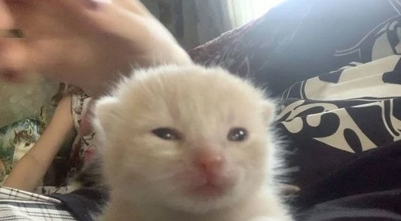 cute news tier katze

https://www.instagram.com/p/CkKZfS7O0rt