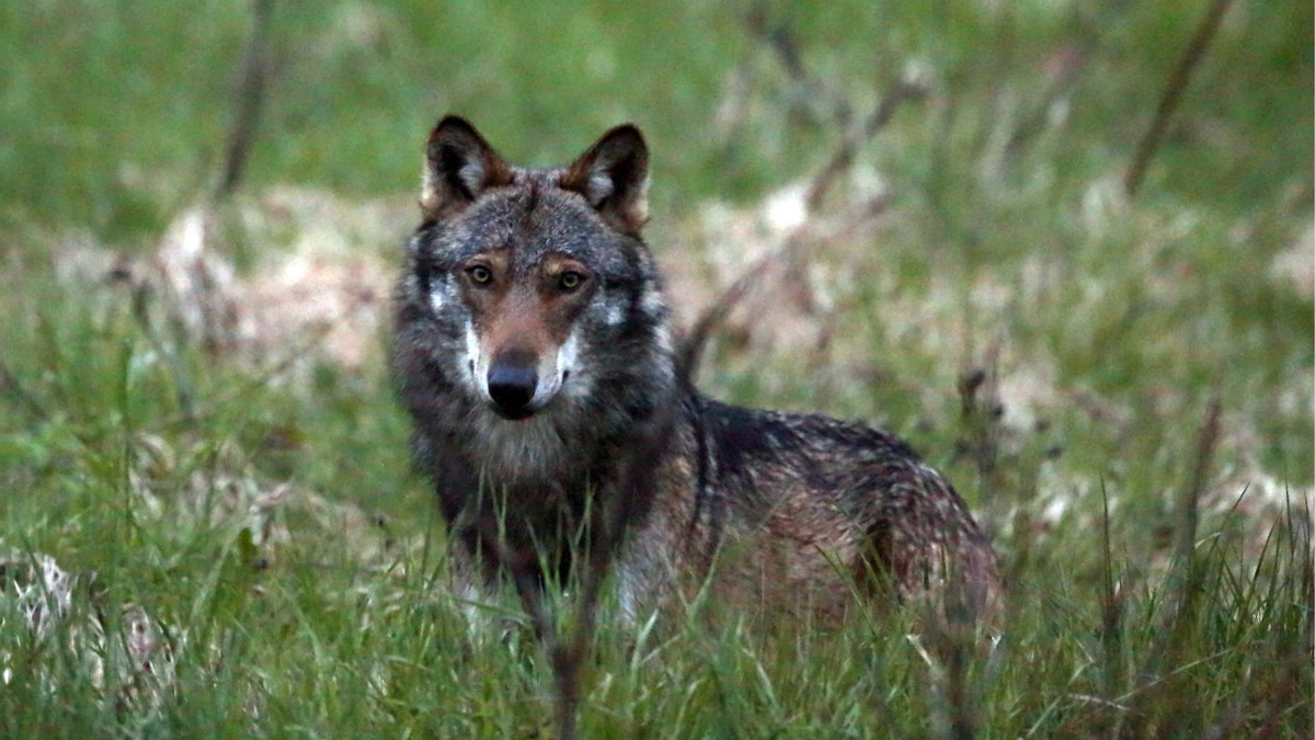 Ein Wolf, mutmasslich "M35", aufgenommen beim Dorfeingang von Bellwald im Obergoms, Wallis, am 28. Mai 2013. Der Wolf hat in der Nacht auf Freitag, 7. Juni 2013 im Wallis erneut zugeschlagen ...
