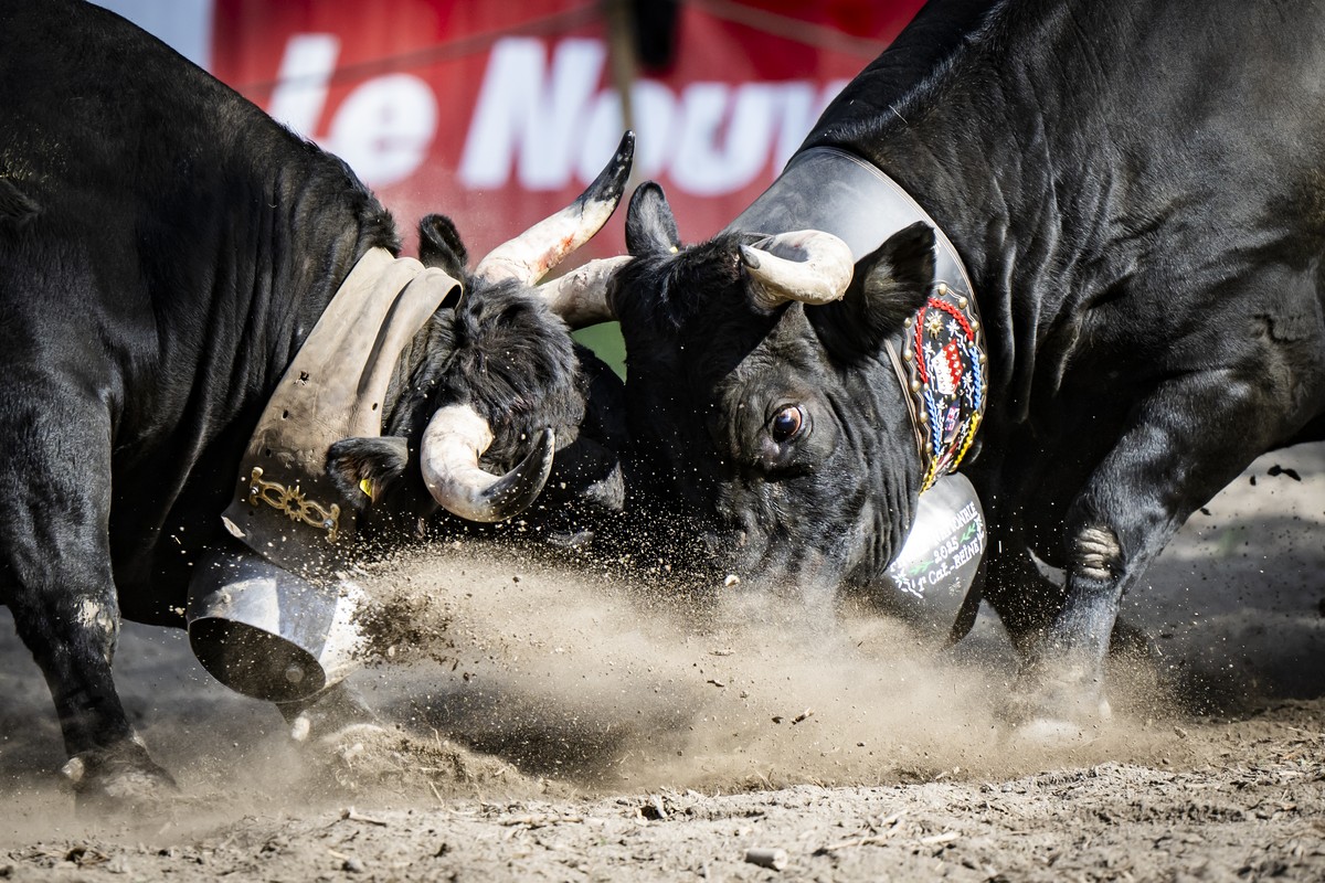 La vache de la race d'Herens "Nubie", la nouvelle reine des reines, droite, lutte contre la vache "Cannelle" pendant la demi-finale de la finale des categories lors de la fina ...