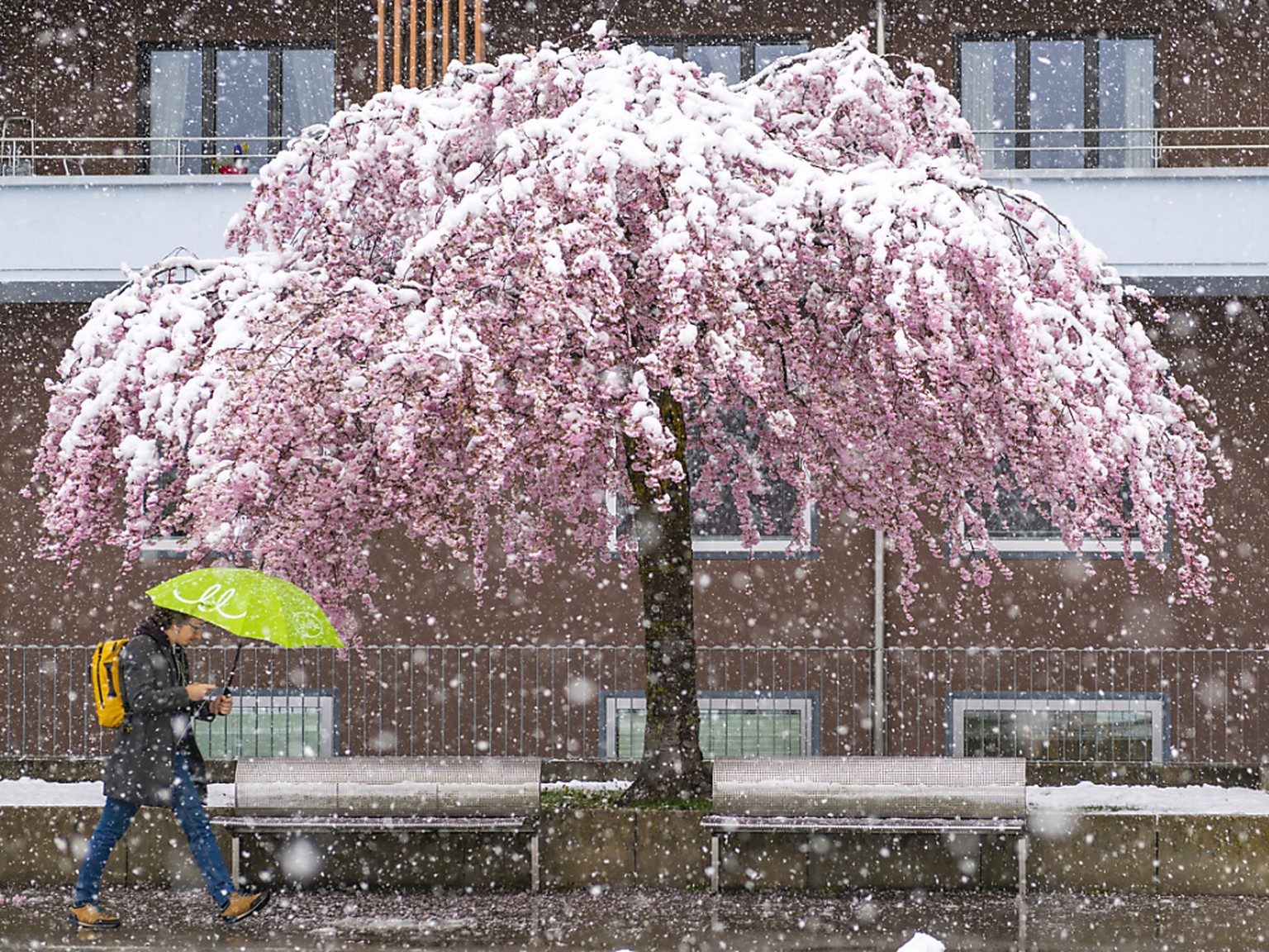 Kälte, Nässe, Blüten, hier in Freiburg: Der April 2019 hat verschiedene Seiten gezeigt. (Archivbild)