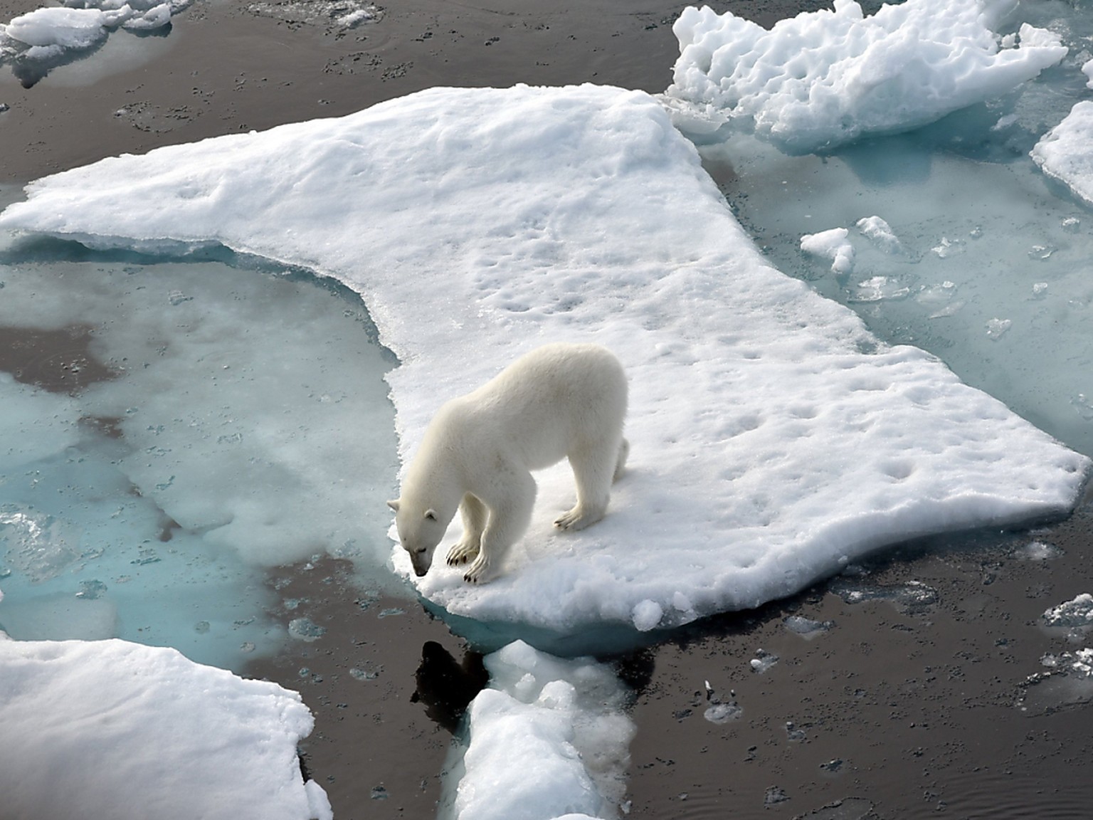 ARCHIV - Ein Eisbär steht im Nordpolarmeer auf einer Eisscholle. Der mehrstündige «Climate Ambition Summit» am 5. Jahrestag des Beschlusses des UN-Klimaabkommens wird per Livestream übertragen. Foto:  ...
