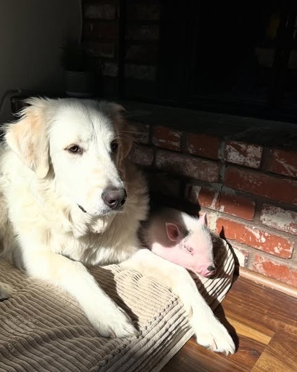 cute news tier hund schwein

https://www.instagram.com/p/DM8LkboJ7OP/