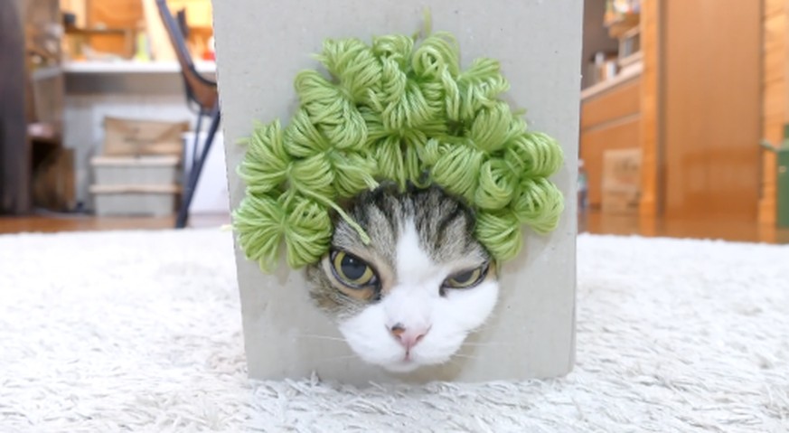 Dieser Katze steht jede Frisur