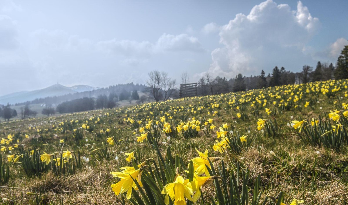Rauszeit Narzissenwanderung Berner Jura Prés d'Orvin