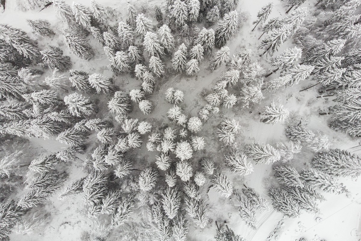 Schnee legt sich auf den Baeumen nieder, aufgenommen am Montag, 10. Dezember 2018 in Flims. (KEYSTONE/Ennio Leanza)