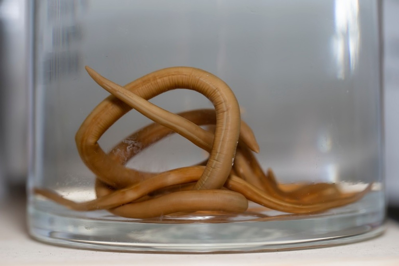 Riesenpulwurm Ascaris lumbricoides