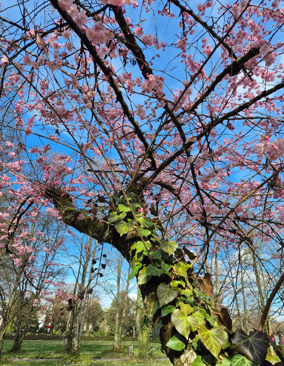 Sihlfeld Friedhof Kreis 3 Zürich Kirschblüten Kirschblüte Schweiz