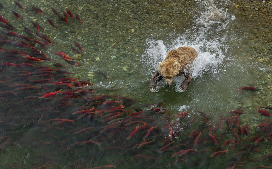 Der hungriger Braunbär jaggt Lachse in Alaska.