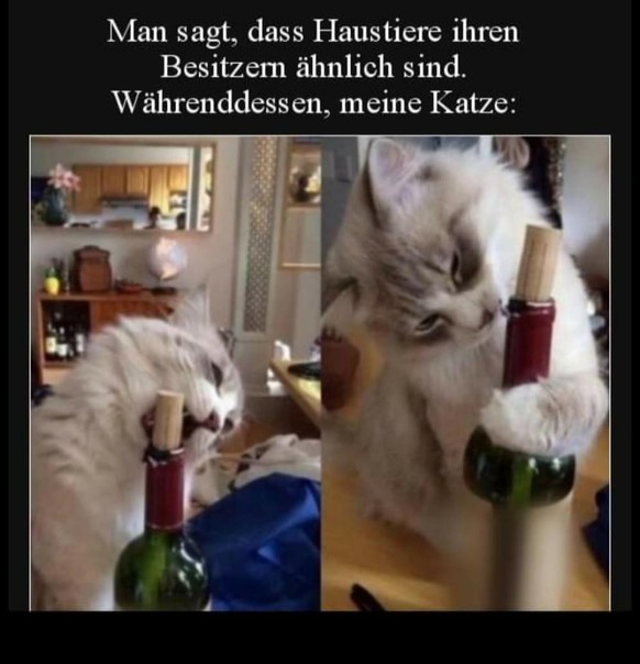 PICDUMP 395 – Zeit für einen Tapetenwechsel. Hö hö. Hö.\nMeine Katze. 😹