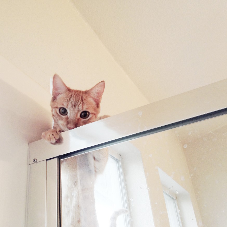 8 Bilder, die Menschen ohne Katze nie verstehen werden