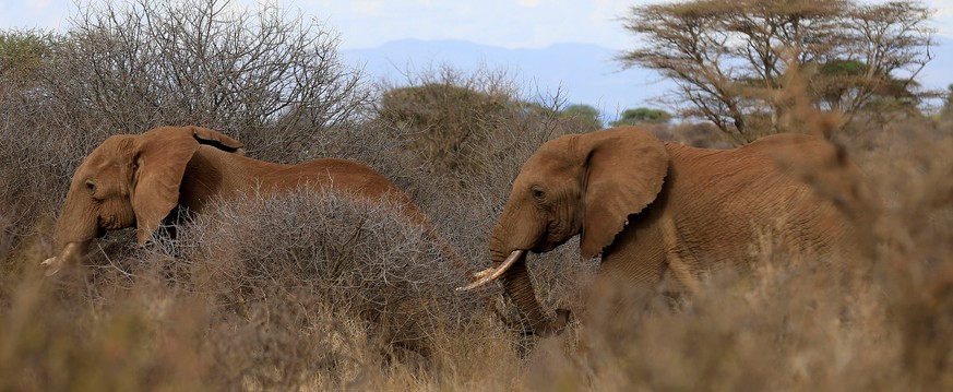 Elephants graze during an exercise to fit them with advanced satellite radio tracking collar to monitor their movement and control human-wildlife conflict near Mt. Kilimanjaro at the Amboseli National ...