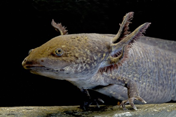 Axolotl / Mexican salamander (Ambystoma mexicanum), melanistic form, critically endangered in the wild, captive, native to Mexico PUBLICATIONxINxGERxSUIxAUTxONLY 1421155 JohnxCancalosi

Axolotl MEXICA ...