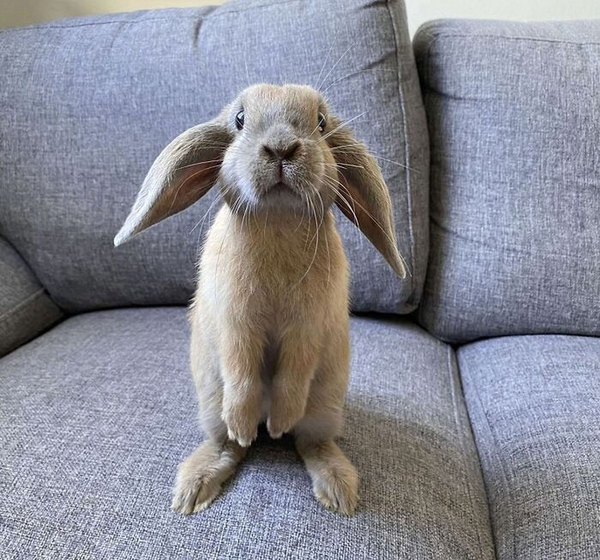 cute news tier mit grossen ohren hase

https://www.reddit.com/r/Rabbits/comments/17gacm6/our_little_terrorist/