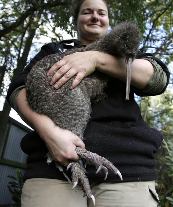 In this May 4, 2017 photo, Willowbank Wildlife Reserve native species keeper Bethany Brett holds Mohua, a female great spotted kiwi in her enclosure in Christchurch, New Zealand. People across New Zea ...