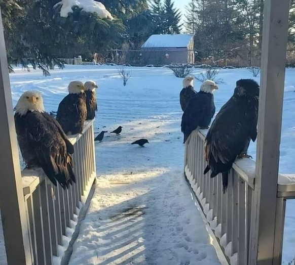 cute news tier vogel

https://www.reddit.com/r/Awww/comments/1icbndq/what_would_you_do_if_you_found_bald_eagles_on/