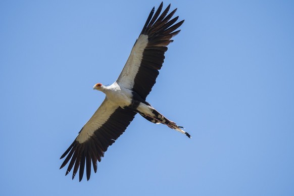 A magnificent Secretarybird, Sagittarius serpentarius, captured soaring with expanded wings against a clear blue sky, highlighting its impressive wingspan and distinctive coloration Model Released Fra ...