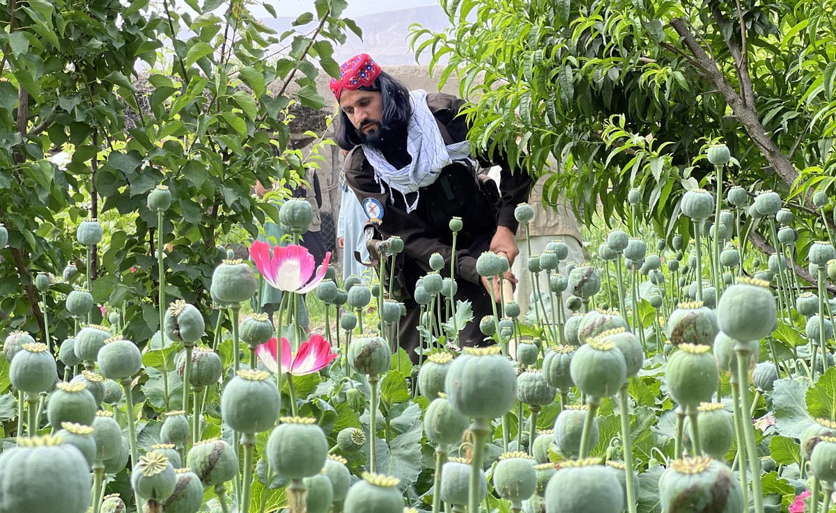 epa10604893 Taliban's anti-narcotics police destroy poppy fields on the outskirts of Mazar-e-Sharif, Balkh province, Afghanistan 01 May 2023 (issued 01 May 2023). The Islamic Emirate's Supre ...