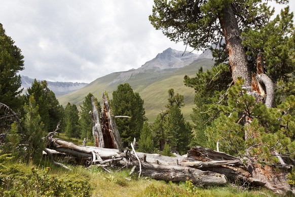 Dead tree in the Swiss stone pine forest God da Tamangur in the valley Val S-charl in the region &quot;Unterengadin&quot;, pictured on August 3, 2011. the forest of Tamanguris the highest-located cohe ...
