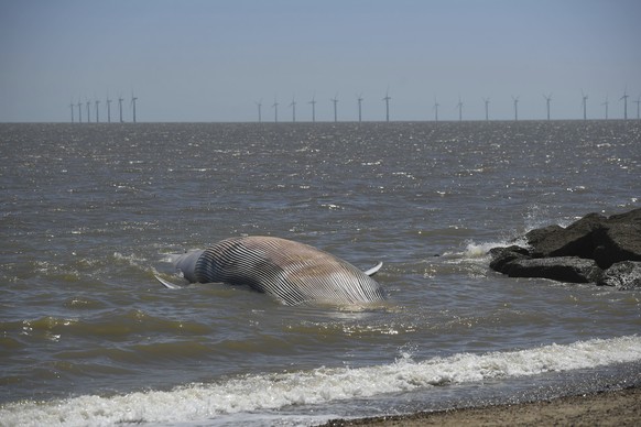 A view of a 40 foot-long whale that has washed up on the beach at Clacton-on-Sea in Essex, England, Friday, May 29, 2020. The giant marine mammal, which has died, swept to shore on Friday. (Joe Gidden ...