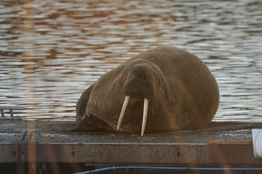 A walrus at the Royal Northumberland Yacht Club in Blyth, north east England, Monday Jan. 2 2022. (Owen Humphreys/PA via AP)