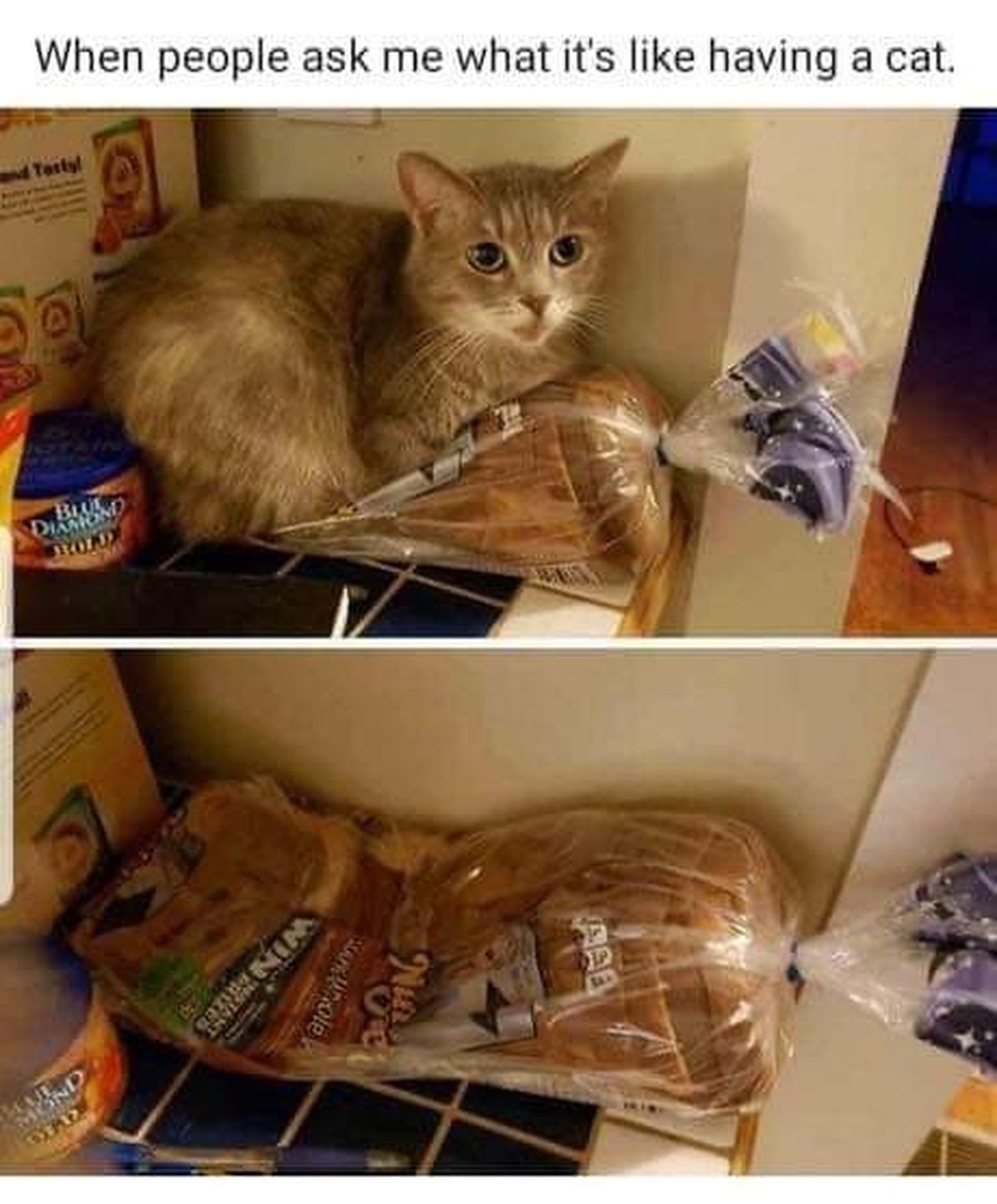 Quand on me demande ce que c'est d'avoir un chat.