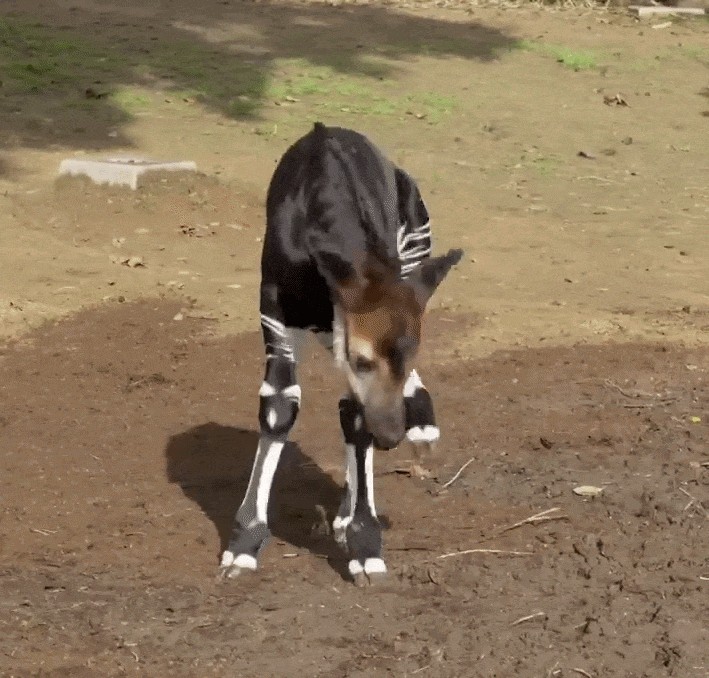 Animiertes GIF