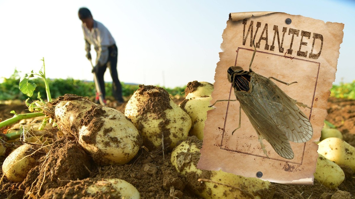 Ce ravageur détruit les patates allemandes et menace la Suisse