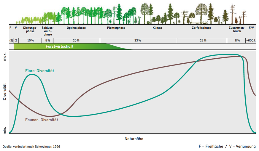 Die Biodiversität im Wald ist ausserhalb der für die Forstwirtschaft interessanten «Optimalphase» am höchsten.