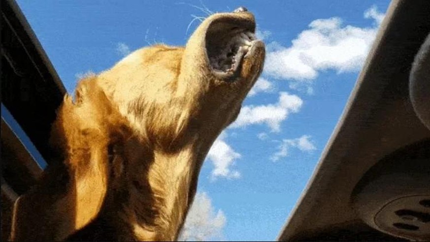 Richtig viele lustige Tierbilder als Trost für die verregnete Woche - Vimarsana News