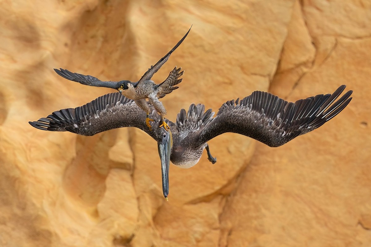 Bird photographer of the year (BPOTY) gold-gewinner 'grab the bull by the horns' von jack zhi zeigt einen weiblichen Peregrin-Falken wie er einen Pelikan jagt und erlegt. https://www.birdpot ...