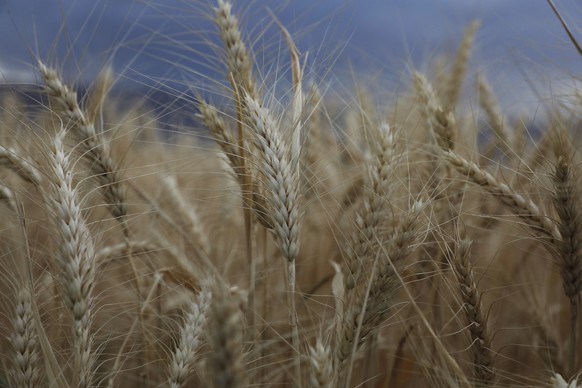 epa10263779 Close-up view of wheat ears at a field shortly before a harvest season, in Sana&#039;a, Yemen, 24 October 2022. Yemen���s total wheat production contributes less than 10 percent of all uti ...