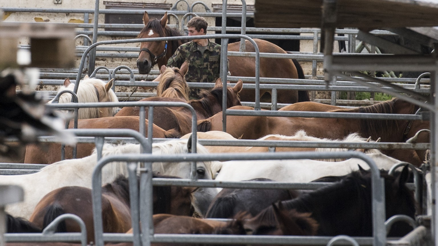 Das Militaer sichert die Pferde vom Hof von Ulrich K., der unter dem Verdacht der Quaelerei von Pferden steht, aufgenommen am Dienstag, 8. August 2017, in Hefenhofen. (KEYSTONE/Ennio Leanza)