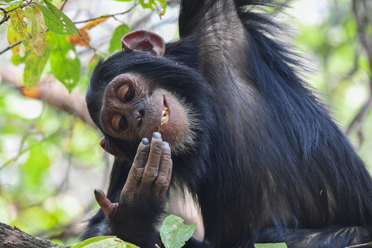Nikon Comedy Wildlife Awards 2025