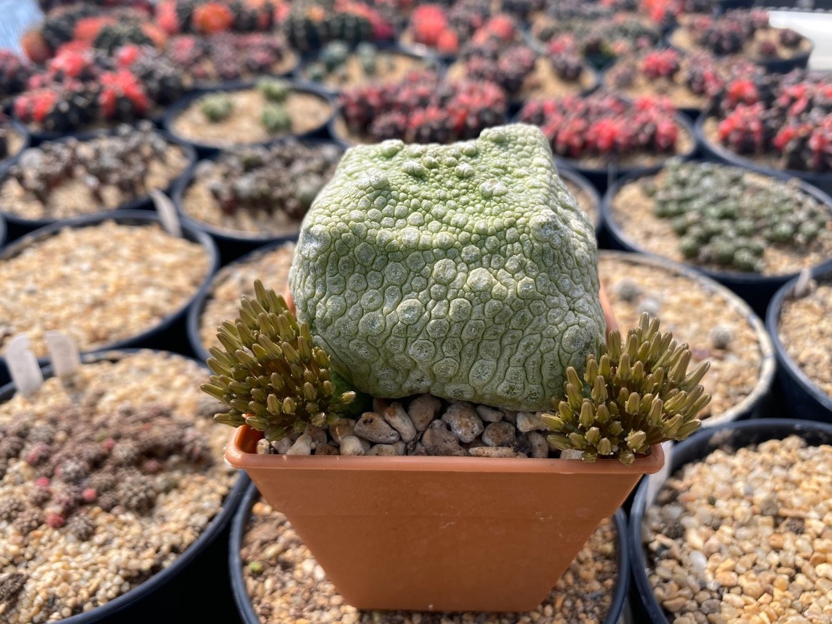 Pseudolithos cubiformis.