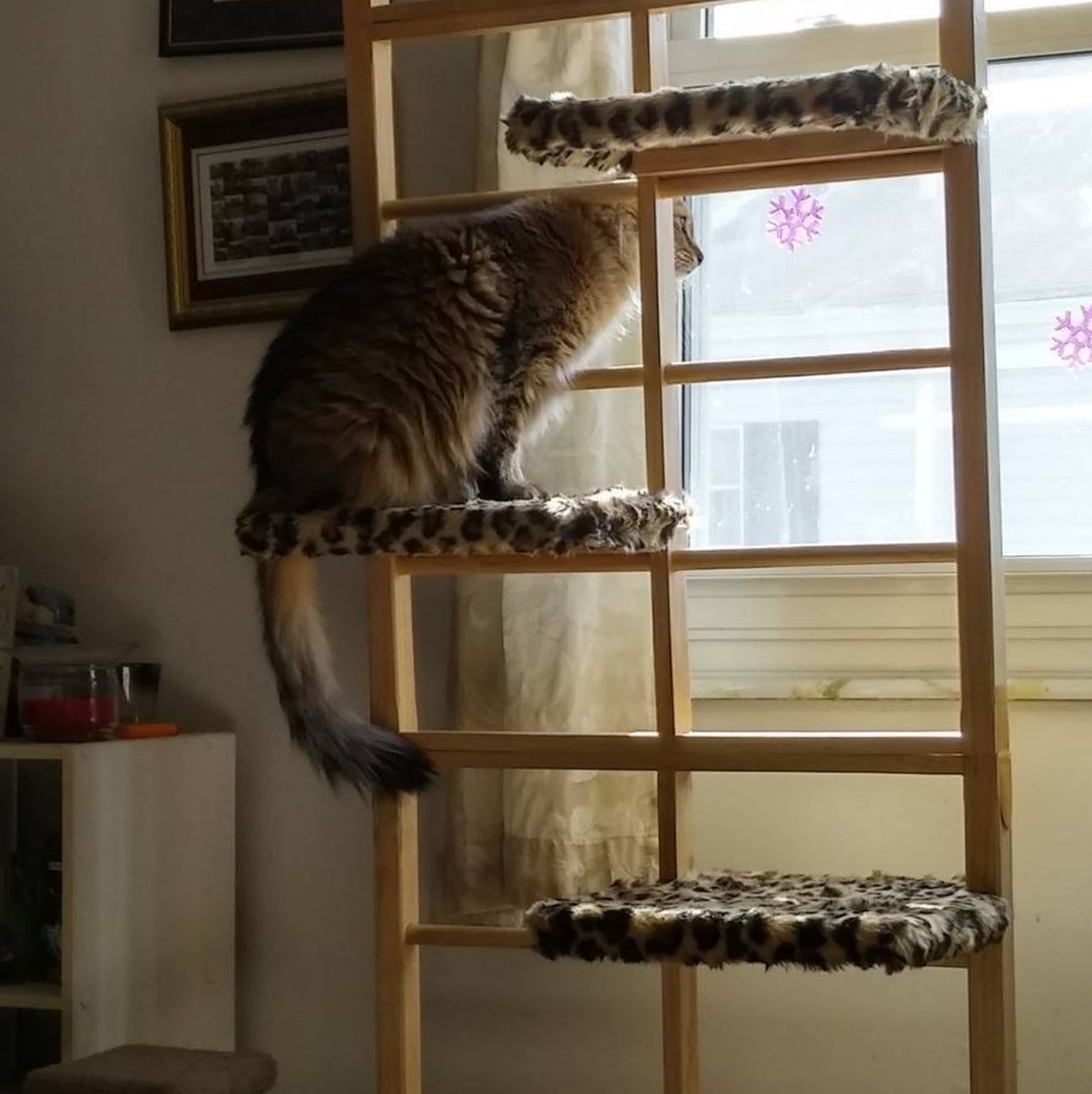 Dinge Die Du Tun Kannst Um Deine Katze Glücklich Zu Machen