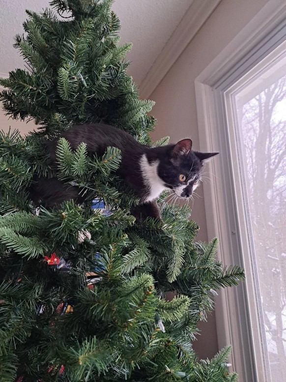 cute news tier katze

https://www.reddit.com/r/catsandchristmastrees/comments/1ovgqyp/copper_enjoying_his_first_christmas_tree_last_year/