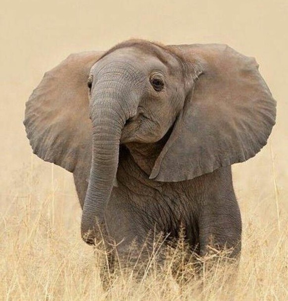 cute news animal tier elefant

https://imgur.com/t/elephant/q5JIFuL