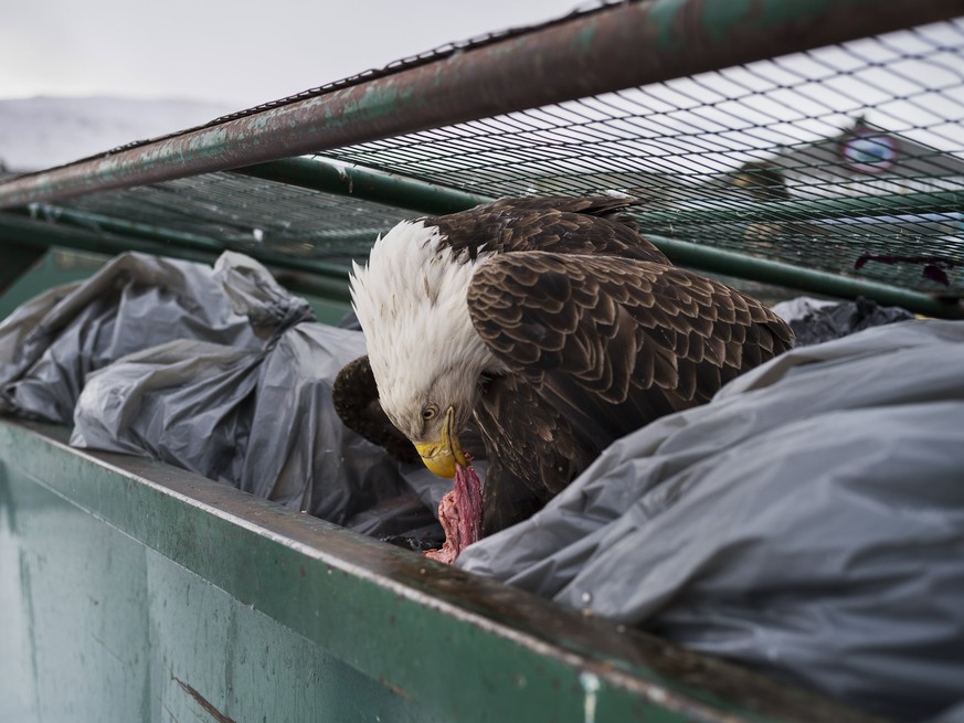 epa06665159 A handout photo made available by World Press Photo (WPP) organization shows a picture by photographer Corey Arnold that wins the 1st prize of the &#039;Nature - Singles&#039; category in  ...