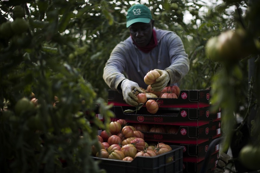In this photo from Saturday, March 2, 2019, a sub-Saharan worker collects tomatoes in the greenhouses of the Gava group in Almería, in the autonomous region of Andalusia, Spain.  (AP Photo/Emilio Morenatti)