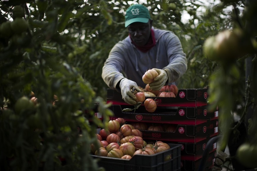 In this Saturday, March 2, 2019 photo, a sub saharan worker collects tomatoes at the Gava group greenhouses in Almer�a, in the autonomous community of Andalusia, Spain. (AP Photo/Emilio Morenatti)