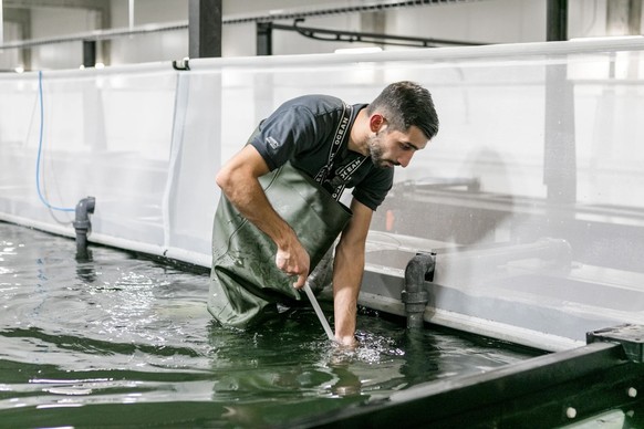 Aus den Becken von Swiss Shrimp AG gibt es mittlerweile nichts mehr zu holen.