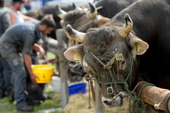 Die Stiere aus der ganzen Schweiz werden am Mittwoch, 10. September 2014, beim traditionellen Zuger Stierenmarkt den Bauern vorgefuehrt. (KEYSTONE/Urs Flueeler)