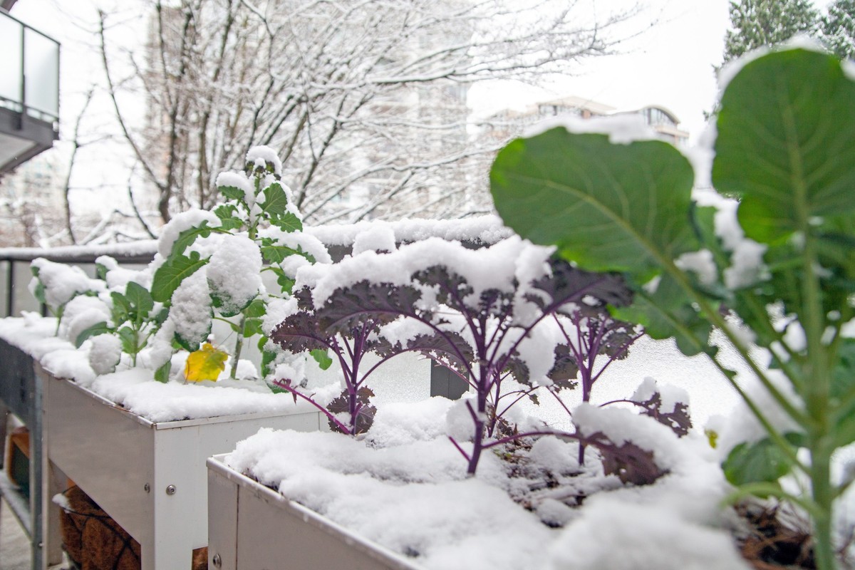 A winter garden in growing zone 8 is filled with broccoli, kale and collards greens. It's covered in a fresh blanket of snow, but is cold hardy and will recover.