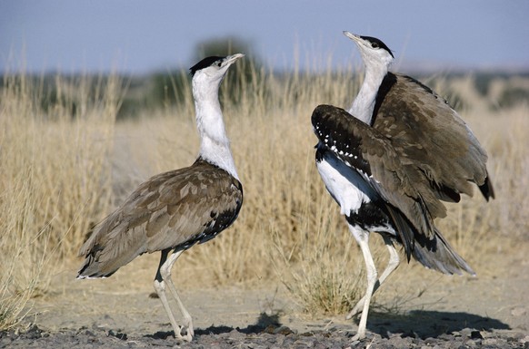 Great Indian Bustard - males in territorial display Ardeotis nigriceps. India. PUBLICATIONxINxGERxSUIxAUTxONLY Copyright: JoannaxVanxGruisen 10852482