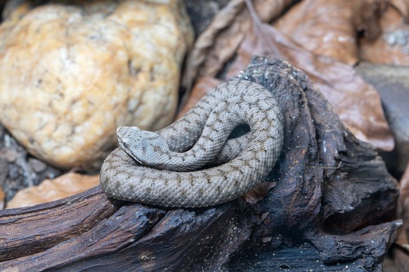 Asp viper, Vipera aspis, Close up image of Asp viper (Vipera aspis), Close up image of Asp viper (Vipera aspis), 30.12.2022, Copyright: xalfotokunstx Panthermedia33385185.jpg