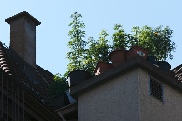 Cannabis-Pflanzen auf einem Dach in Zürich.