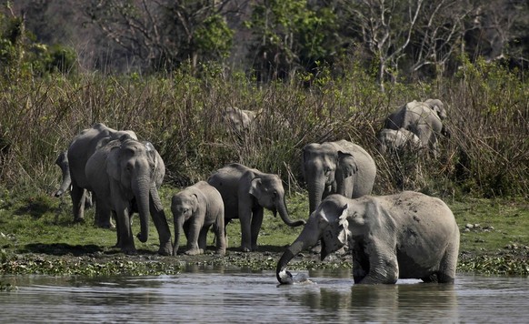 ** ADVANCE FOR USE MONDAY, MARCH 21, 2011 AND THEREAFTER ** In this photo taken Feb. 22, 2011, a herd of wild elephants stand near water inside Kaziranga National Park, in Kaziranga, some 240 kilomete ...