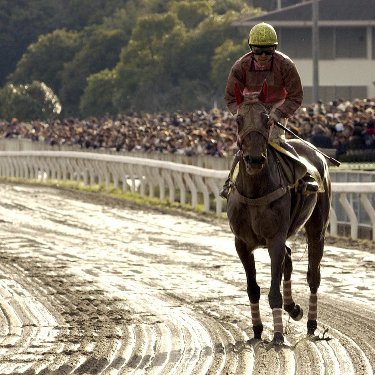 "Haru-urara," or Glorious Spring, canters on the dirt just after finishing 10th out of 11 horses in a race watched by more than 10,000 fans at Kochi Racecourse in Kochi, western Japan, Monda ...