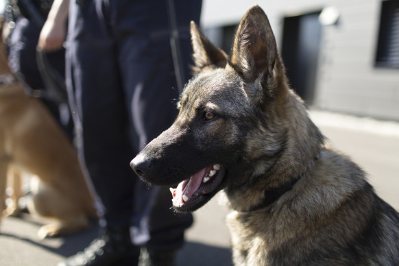 Diensthunde mit ihren Diensthundefuehrern posieren vor dem Gebaeude der KOSIT (Kompetenztentrum fuer Sicherheit und Intervention), aufgenommen am Mittwoch, 9. April 2014 in Interlaken. In Interlaken w ...